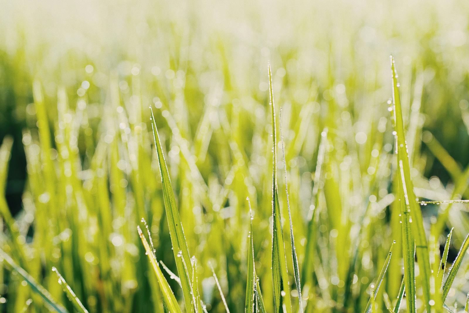 Macro shot of dewdrops sparkling on green grass in golden morning light, evoking the freshness of the afterglow