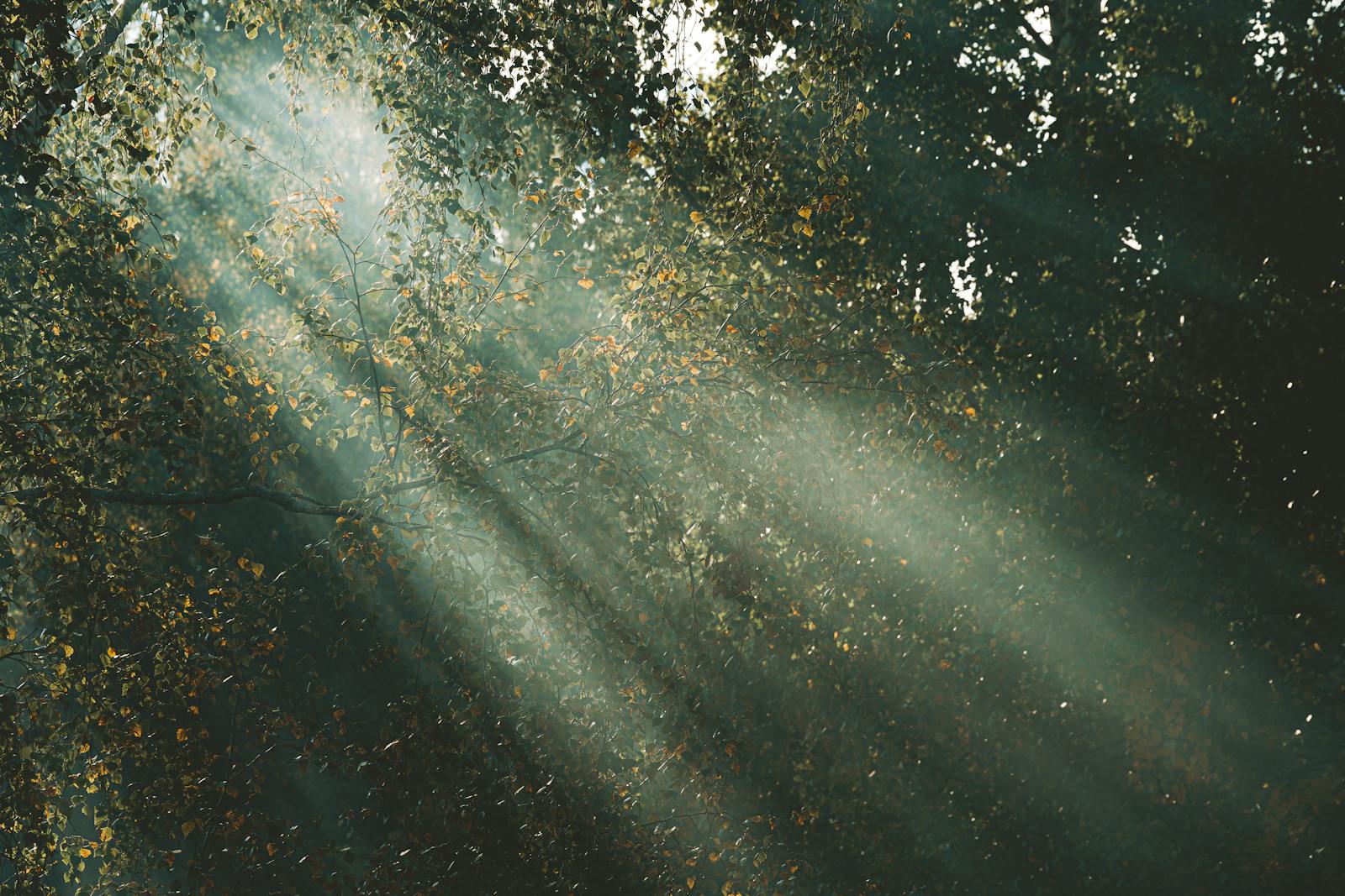 Sunbeams breaking through a forest canopy, representing the gradual return to ordinary life after the afterglow
