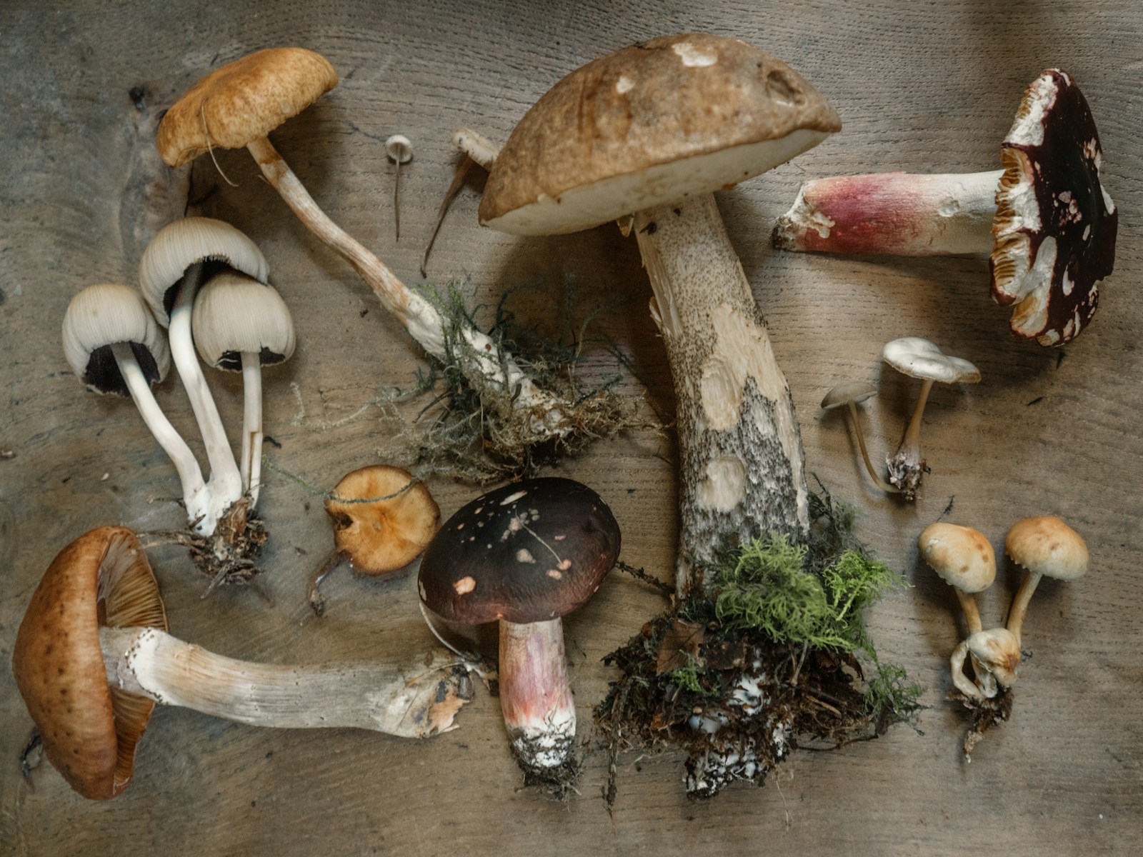 Whole dried psilocybin mushrooms weighed on a scale before a ceremony
