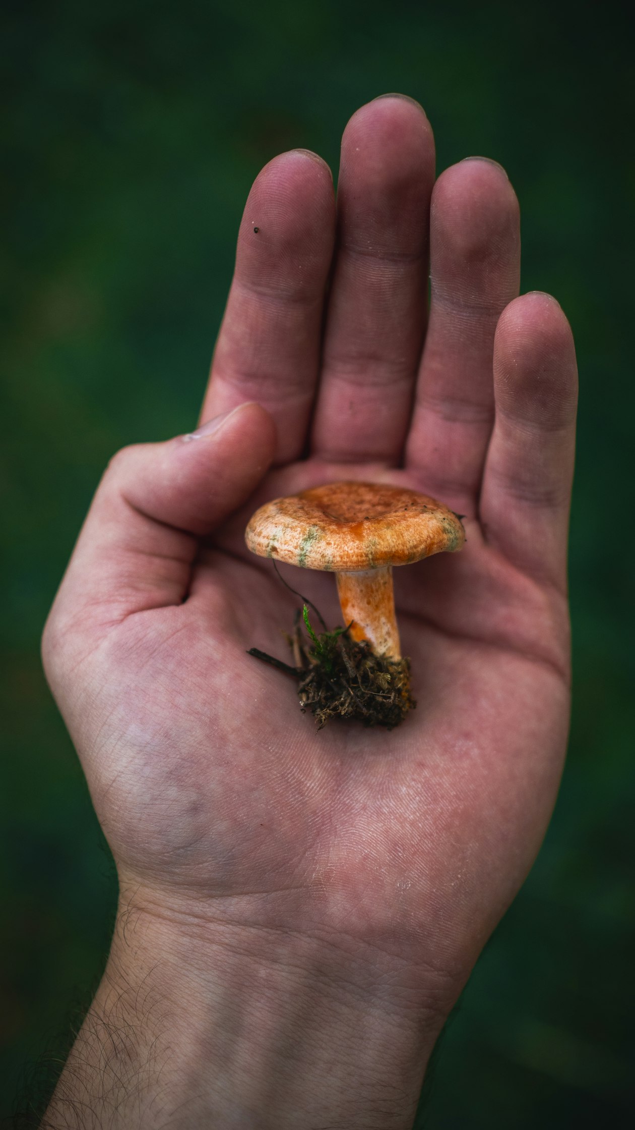 A single mushroom resting in an open hand representing what psilocybin reveals
