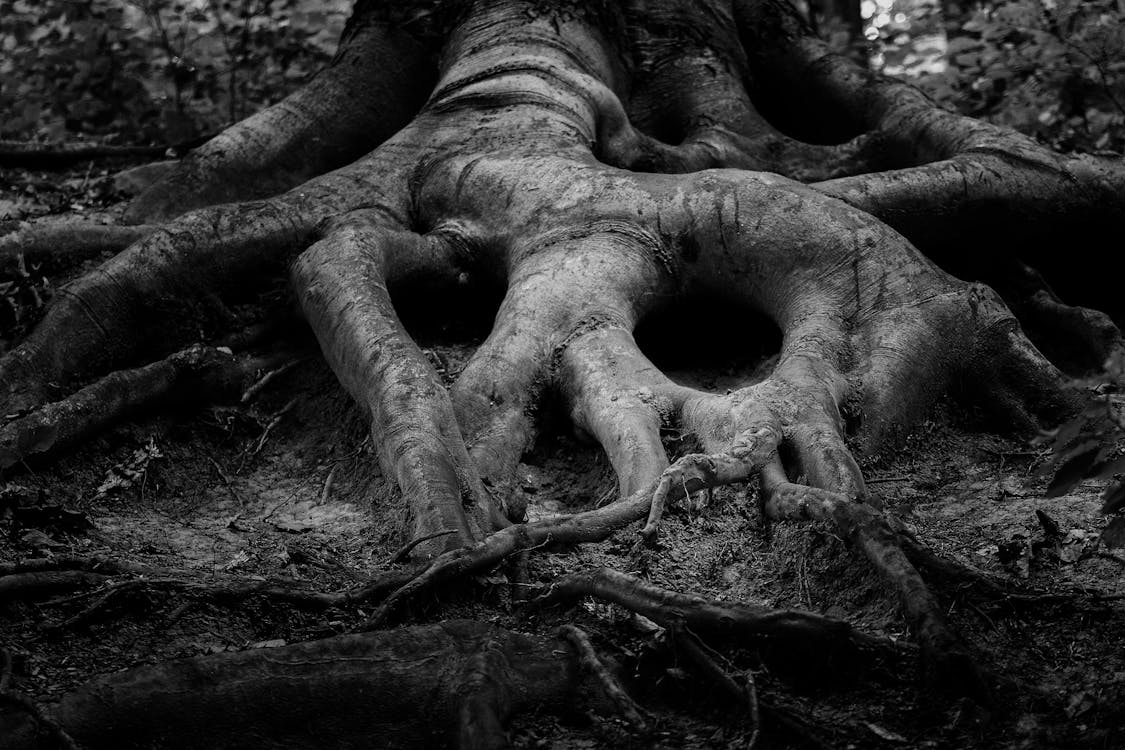 Close-up of intertwined tree roots representing the grounded foundation needed before a psilocybin experience