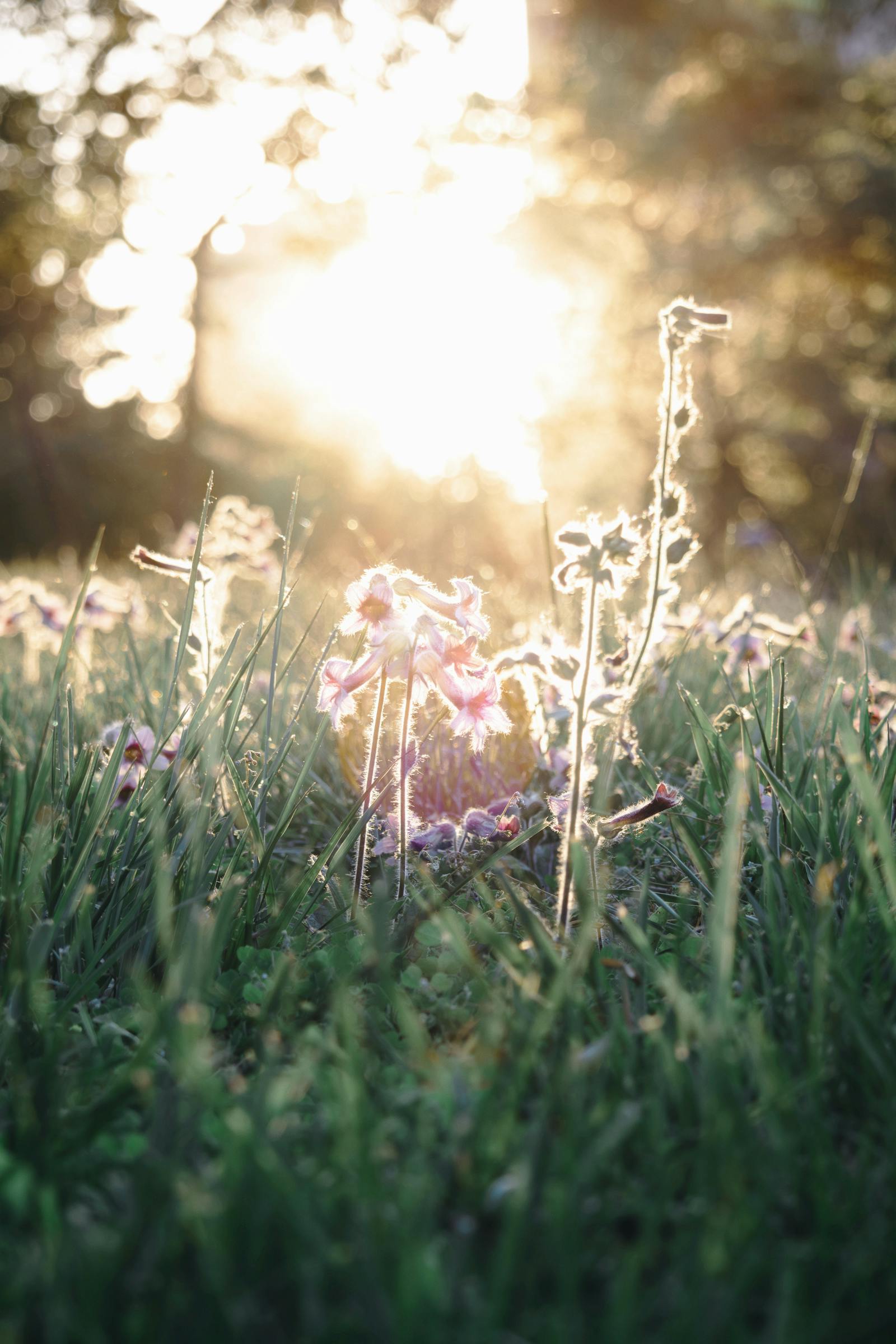 Backlit wildflowers in golden hour, evoking the gentle and easily-missed beauty of a quiet ceremony