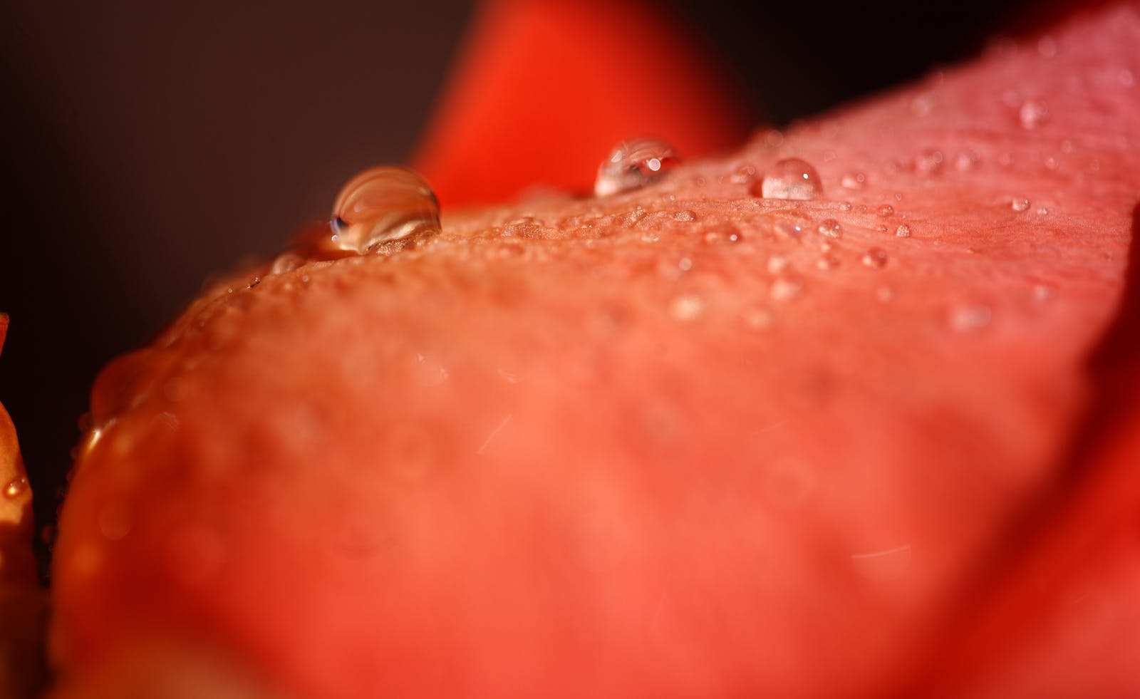 Macro shot of dewdrops on a coral petal, representing the subtle effects of psilocybin that are easy to miss