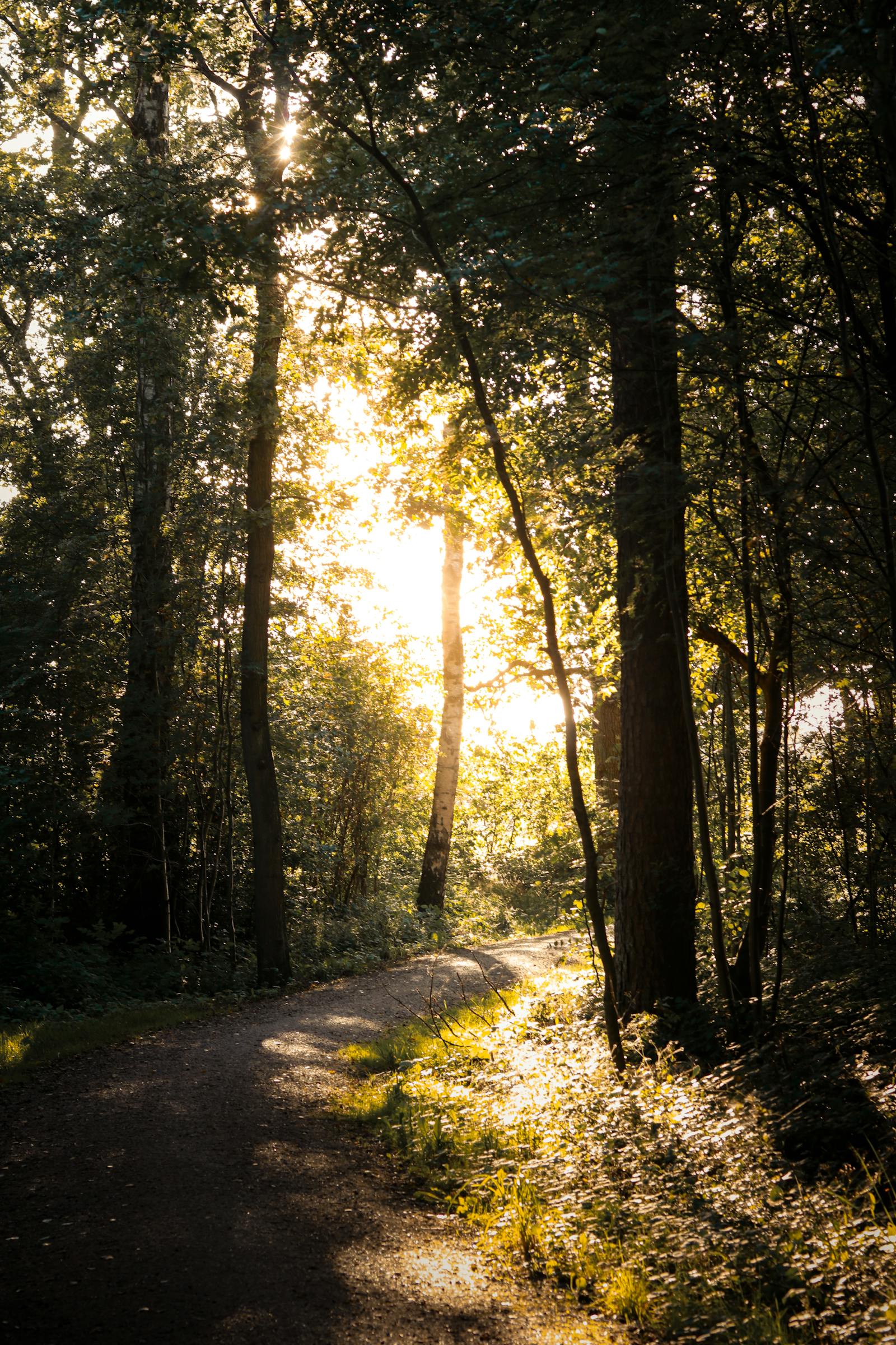 Forest path with golden sunlight breaking through the trees, suggesting a clear way forward