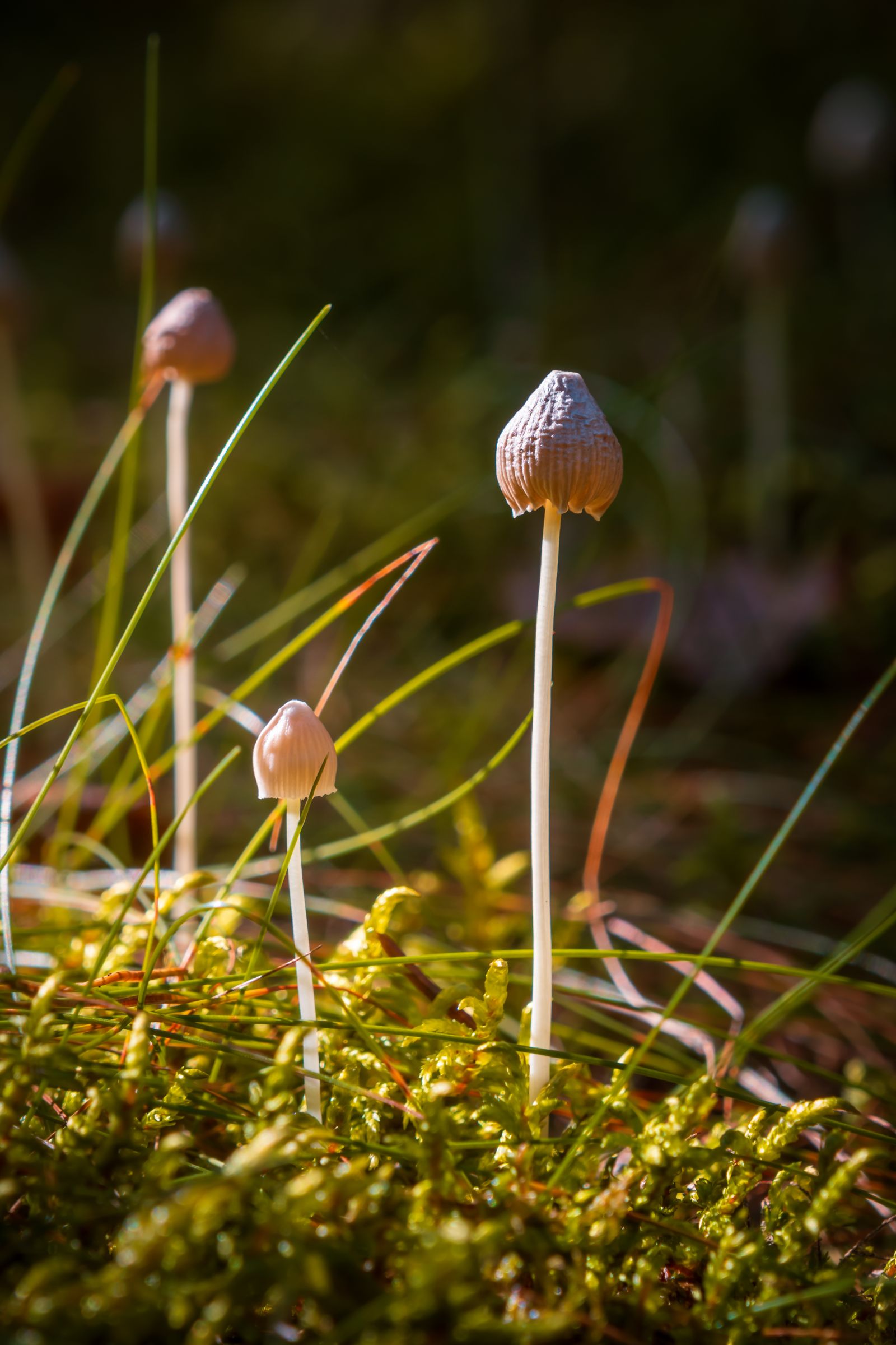 Delicate wild mushrooms with slender stems growing among grass and moss in warm autumn light
