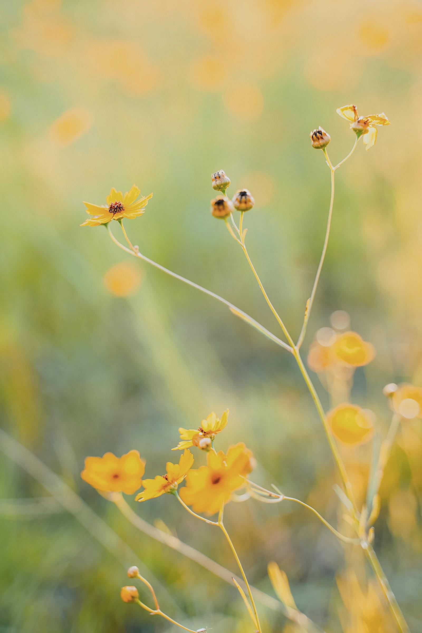 Vibrant yellow wildflowers in golden hour bokeh, evoking the warm impulse to share something beautiful