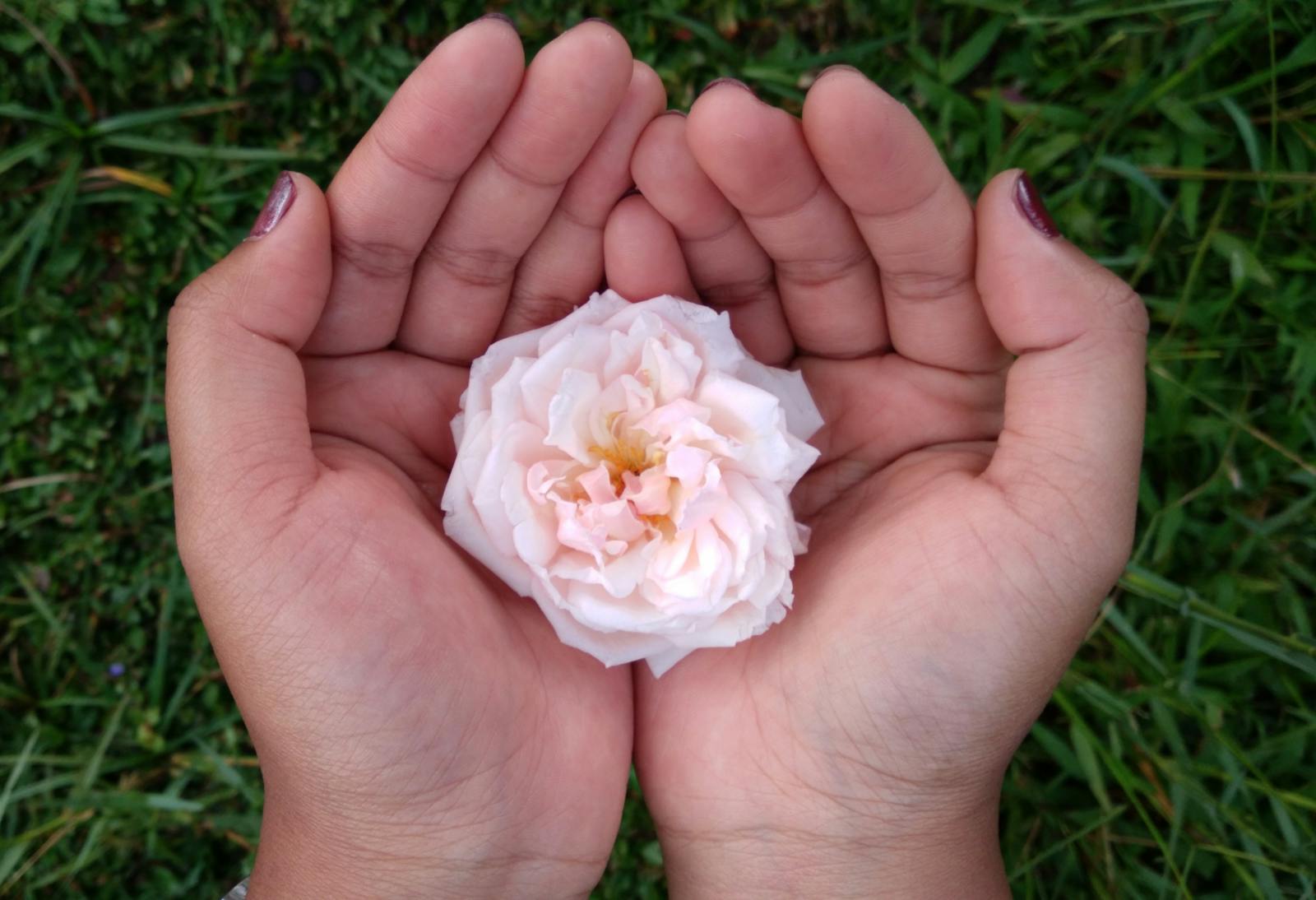 A cupped hand holding a small flower in soft natural light, evoking the protected stillness of an experience held close