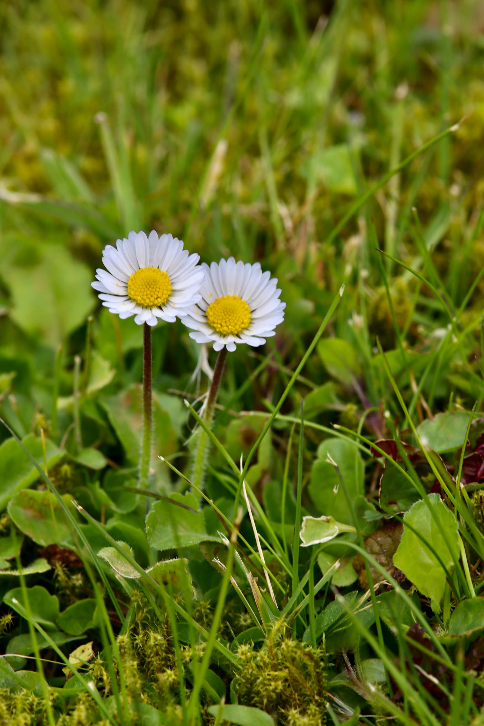 Two daisies blooming together in lush green grass, evoking the intimacy of a careful and trusted conversation